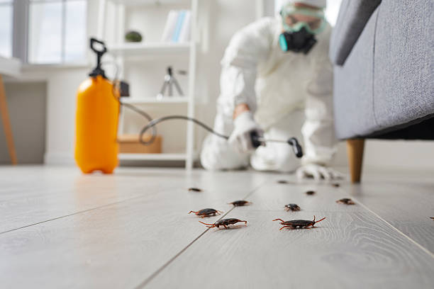 Commercial Kitchen Cockroach Control in Vergennes